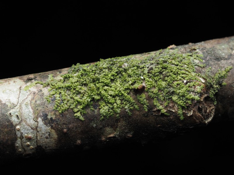 Cololejeunea macounii photo 6