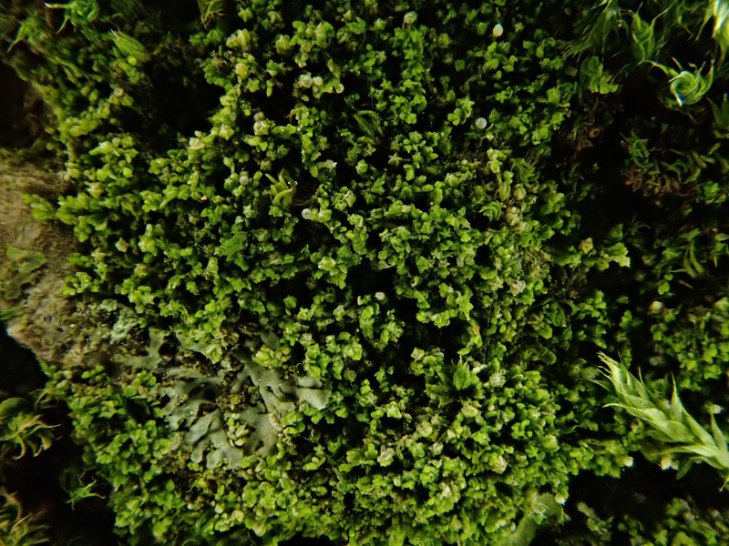 Cololejeunea minutissima