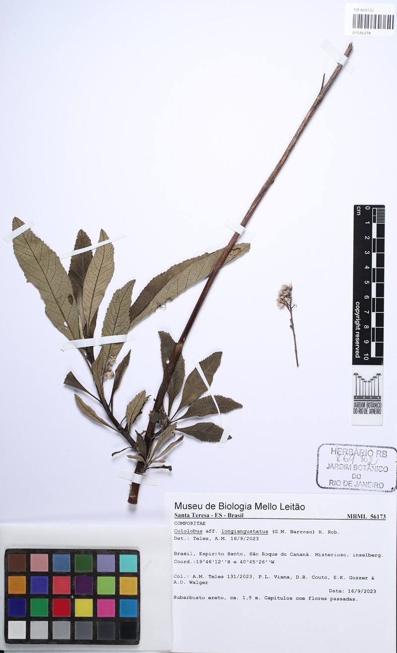 Cololobus longiangustatus