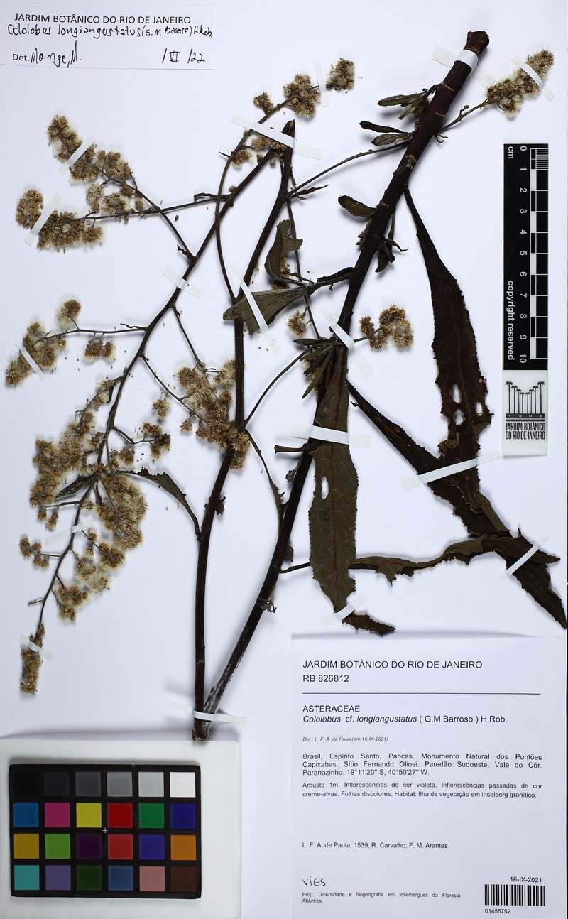 Cololobus longiangustatus photo 2