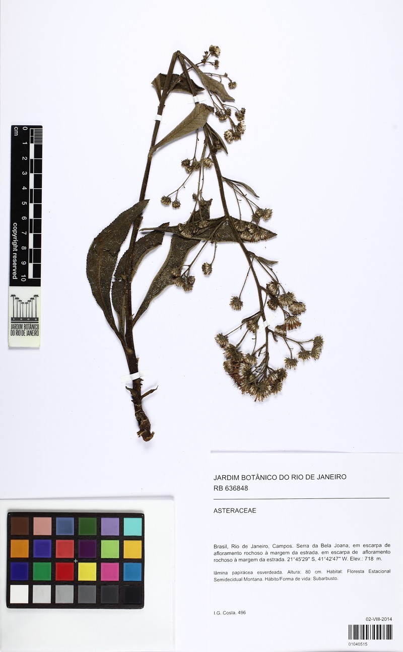 Cololobus longiangustatus photo 3