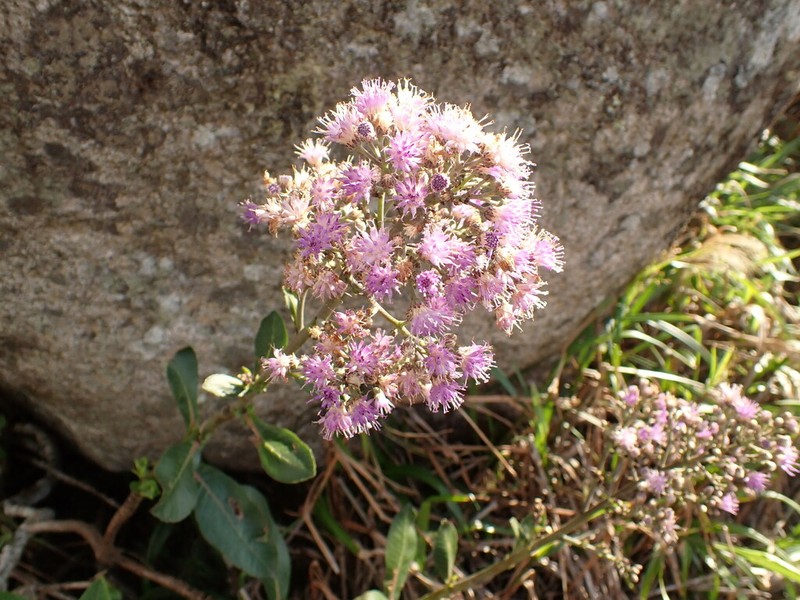 Cololobus rupestris