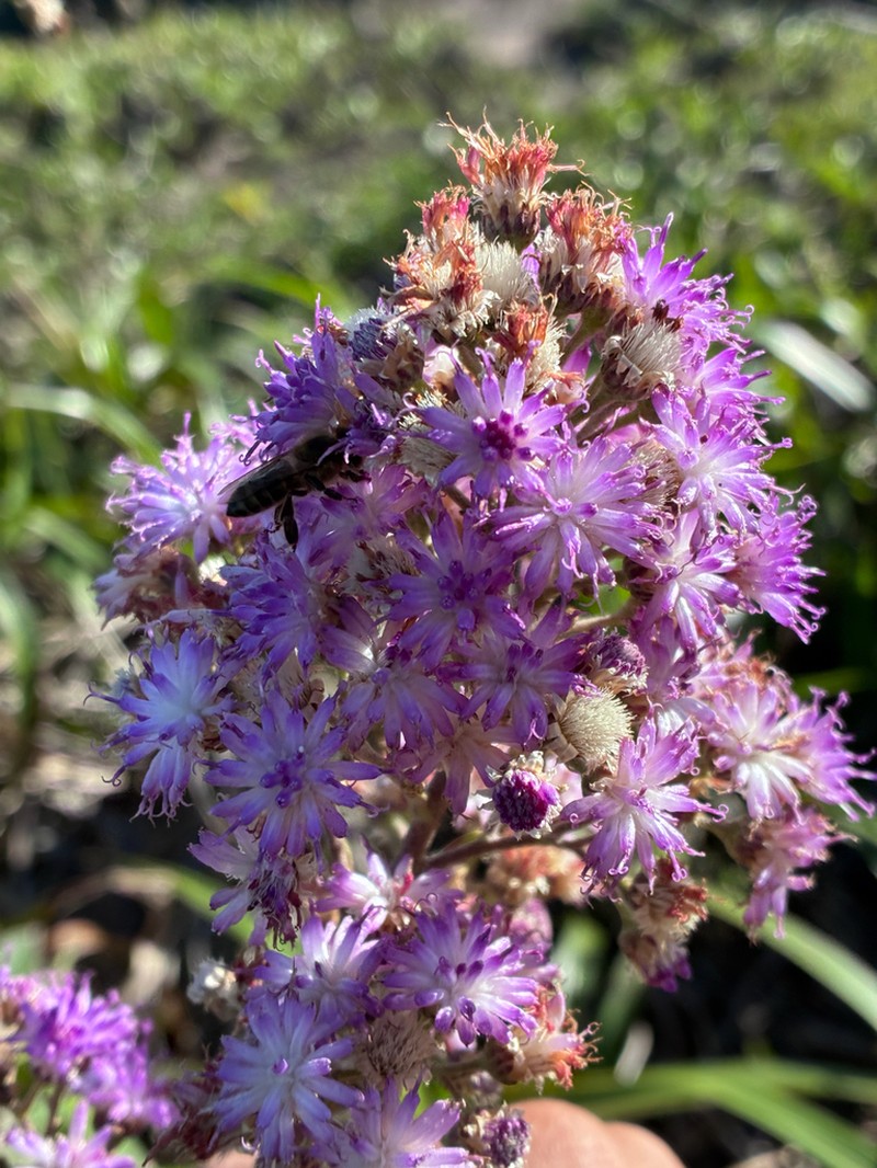 Cololobus rupestris photo 2