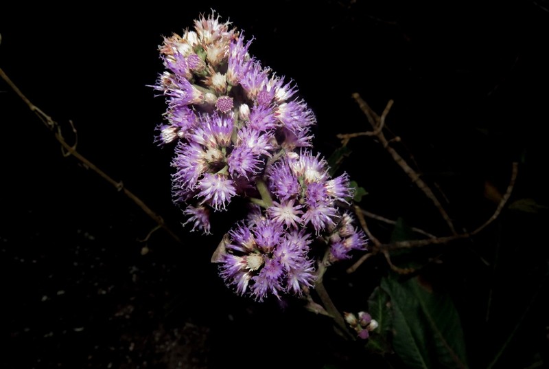Cololobus rupestris photo 3