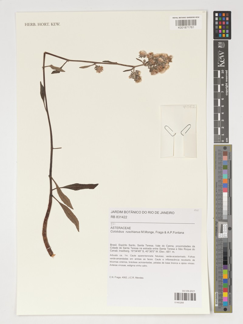 Cololobus ruschianus photo 2