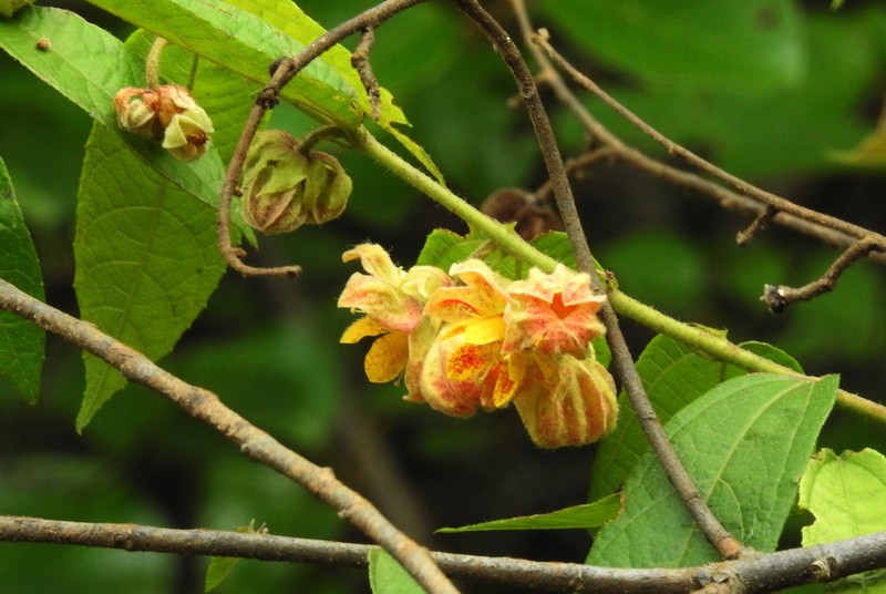 Colona rivularis