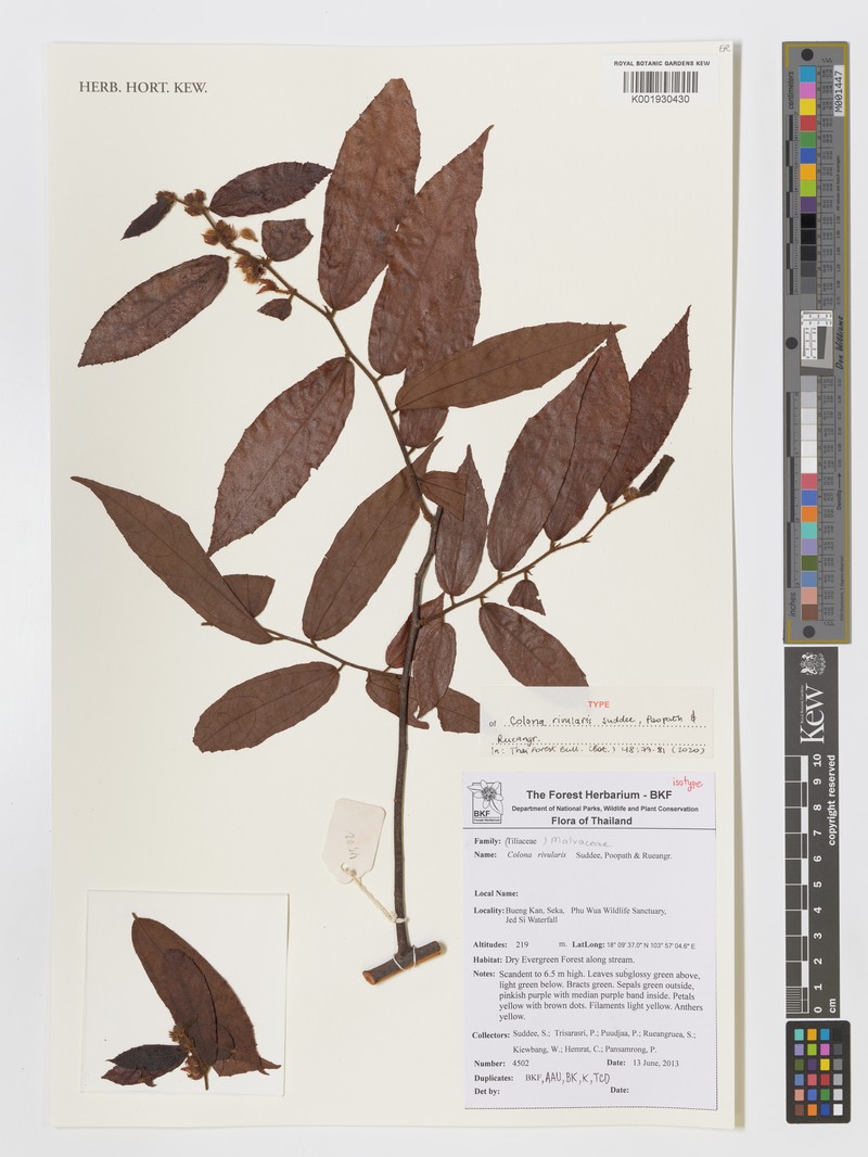 Colona rivularis photo 2