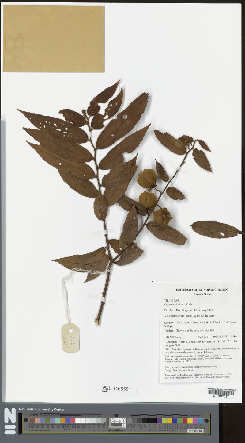 Colona rivularis photo 3