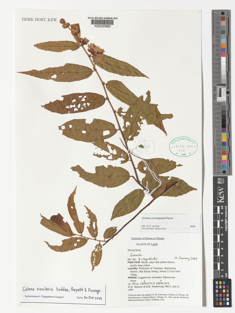 Colona rivularis photo 4
