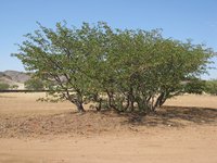Balsam Tree