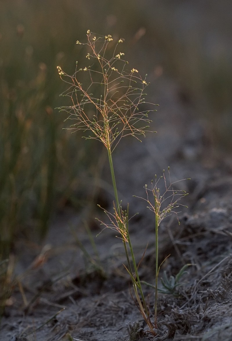 Colpodium biebersteinianum