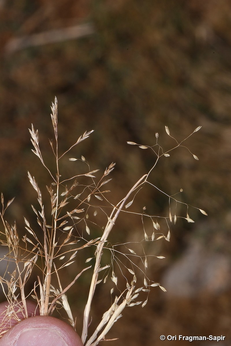 Colpodium biebersteinianum photo 2
