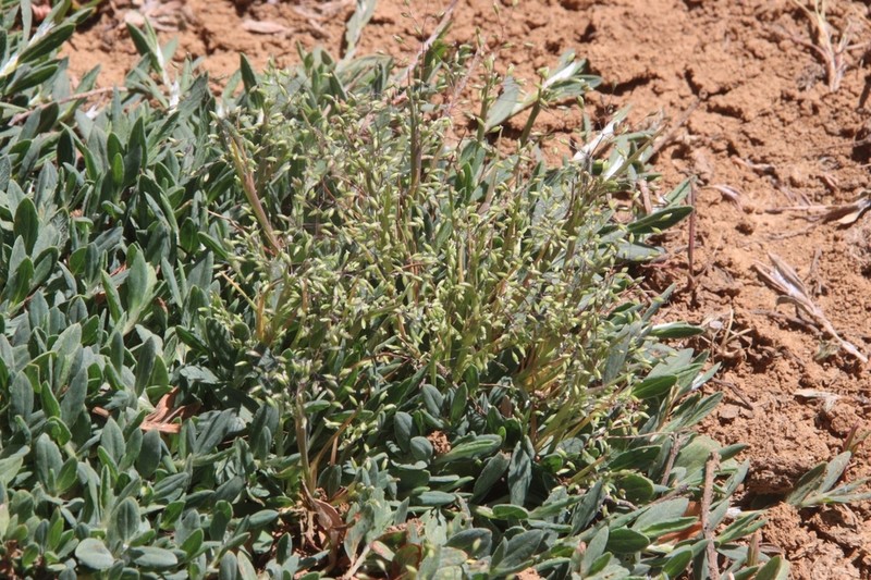 Colpodium biebersteinianum photo 3
