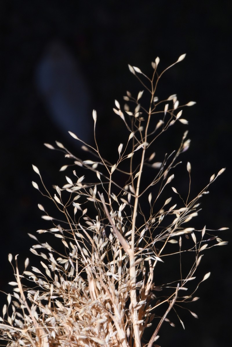 Colpodium biebersteinianum photo 4