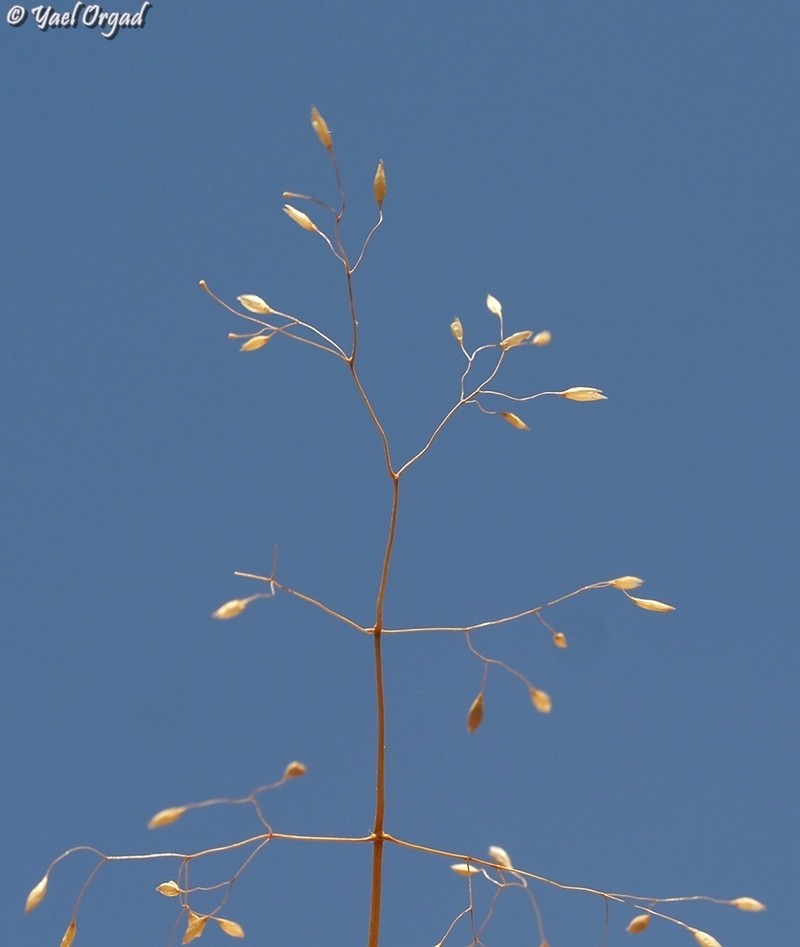 Colpodium biebersteinianum photo 5