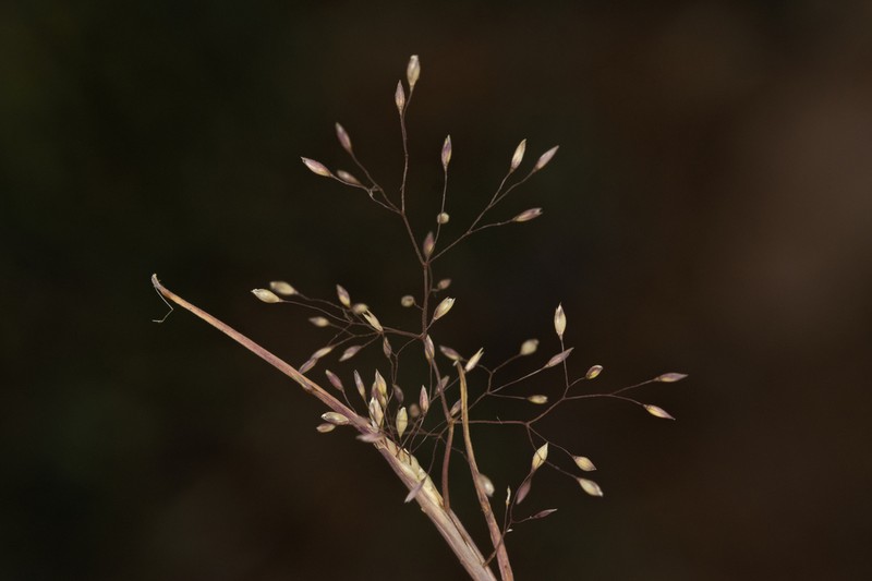 Colpodium biebersteinianum photo 7