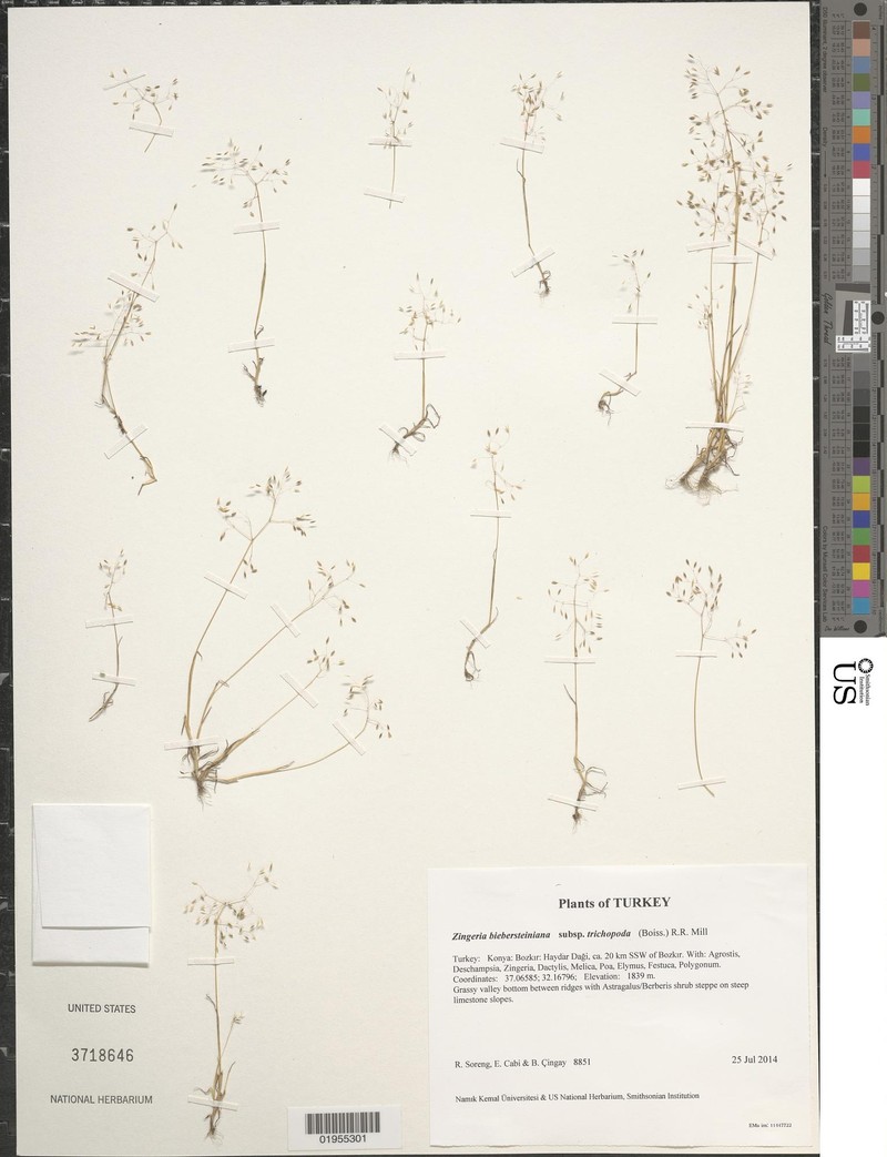Colpodium trichopodum