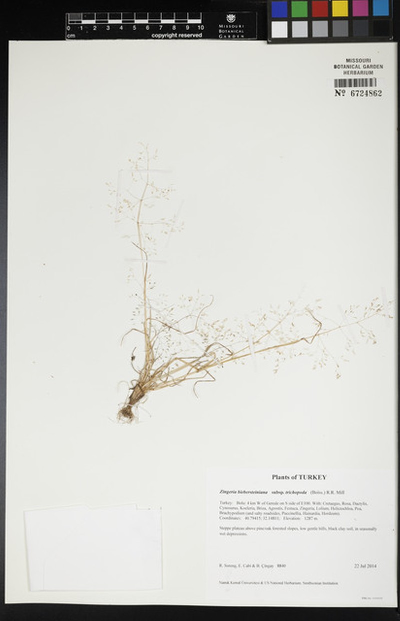 Colpodium trichopodum photo 2
