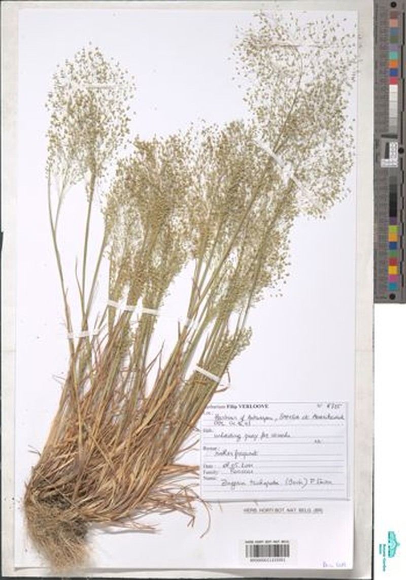 Colpodium trichopodum photo 3