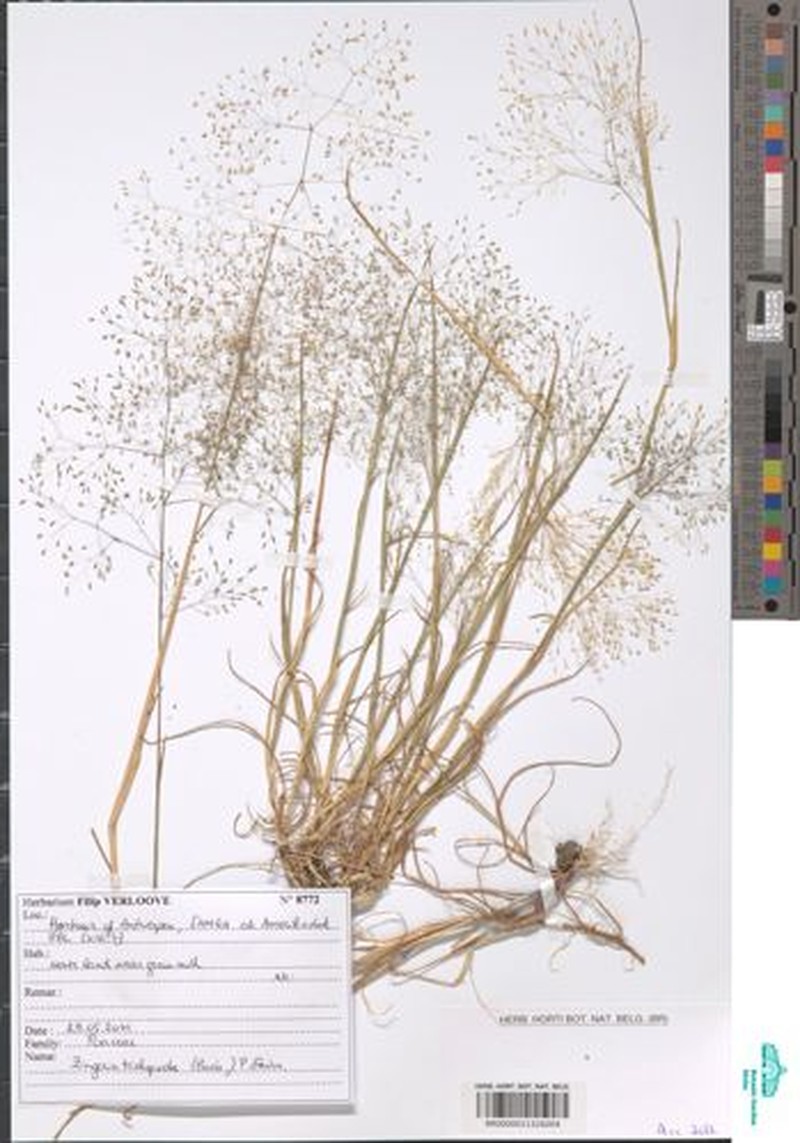 Colpodium trichopodum photo 4