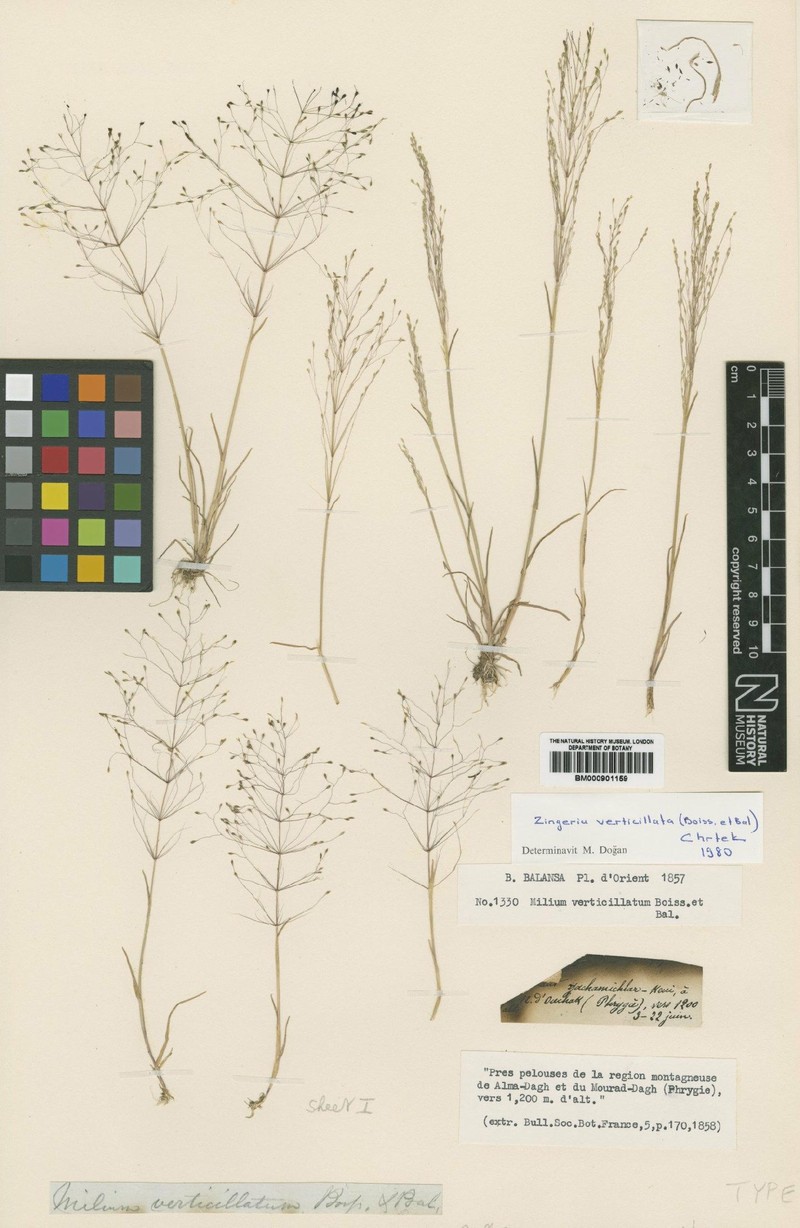 Colpodium verticillatum