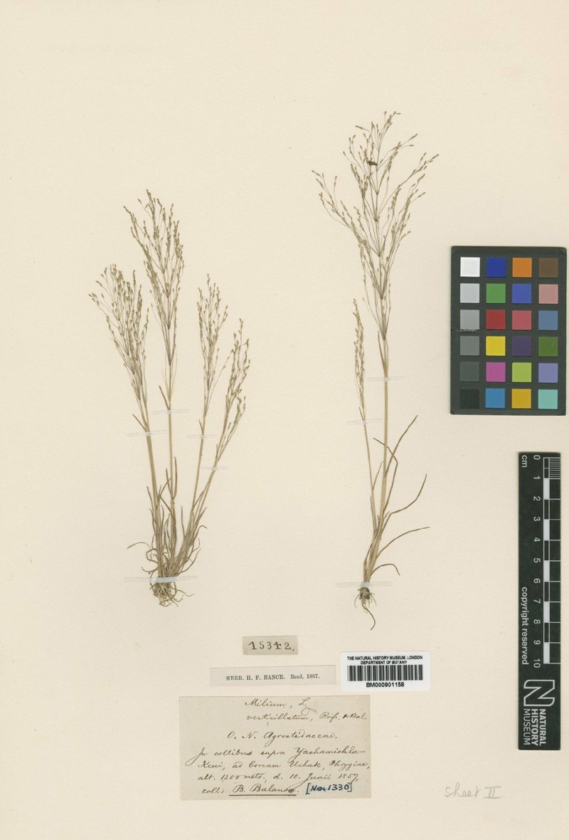 Colpodium verticillatum photo 2