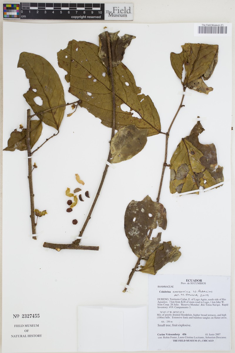 Colubrina amazonica