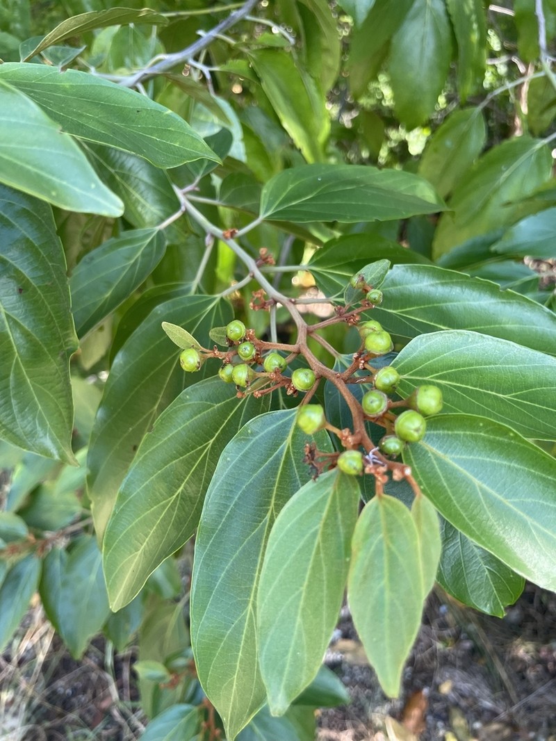 Greenheart photo 2