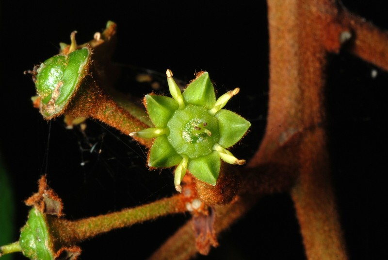 Greenheart photo 3