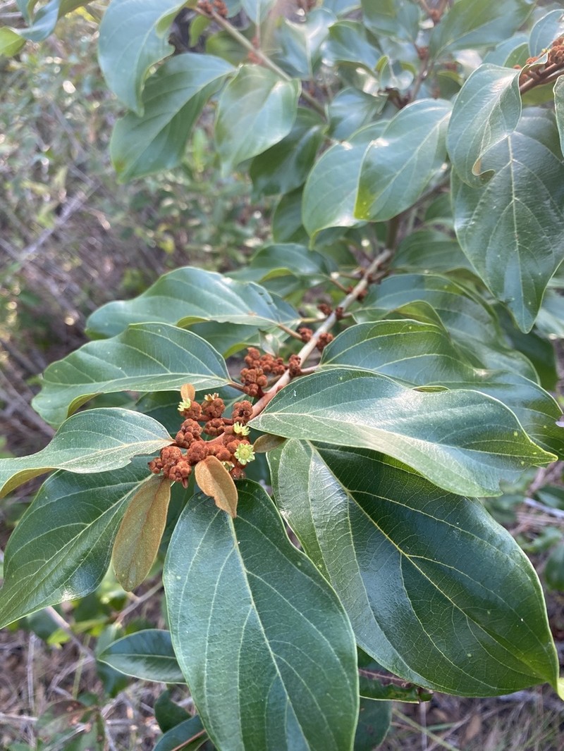 Greenheart photo 4