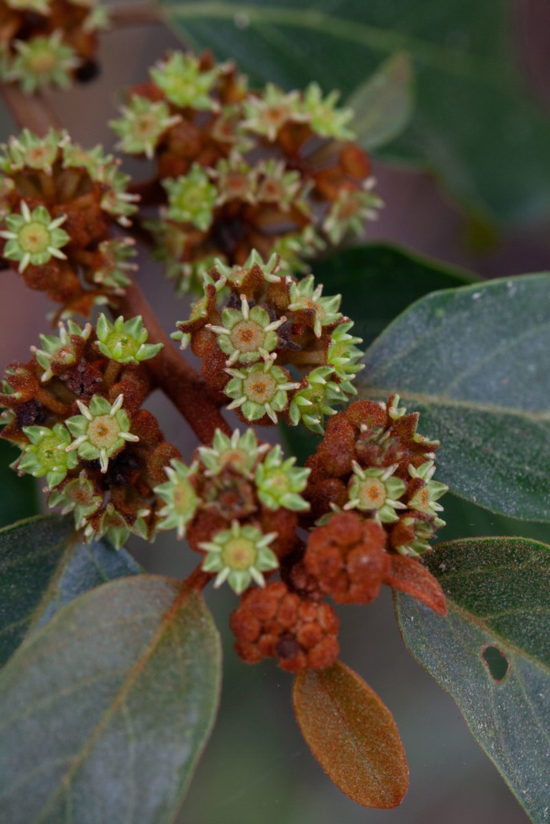 Greenheart photo 5