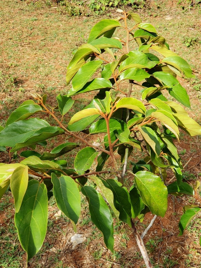 Greenheart photo 6
