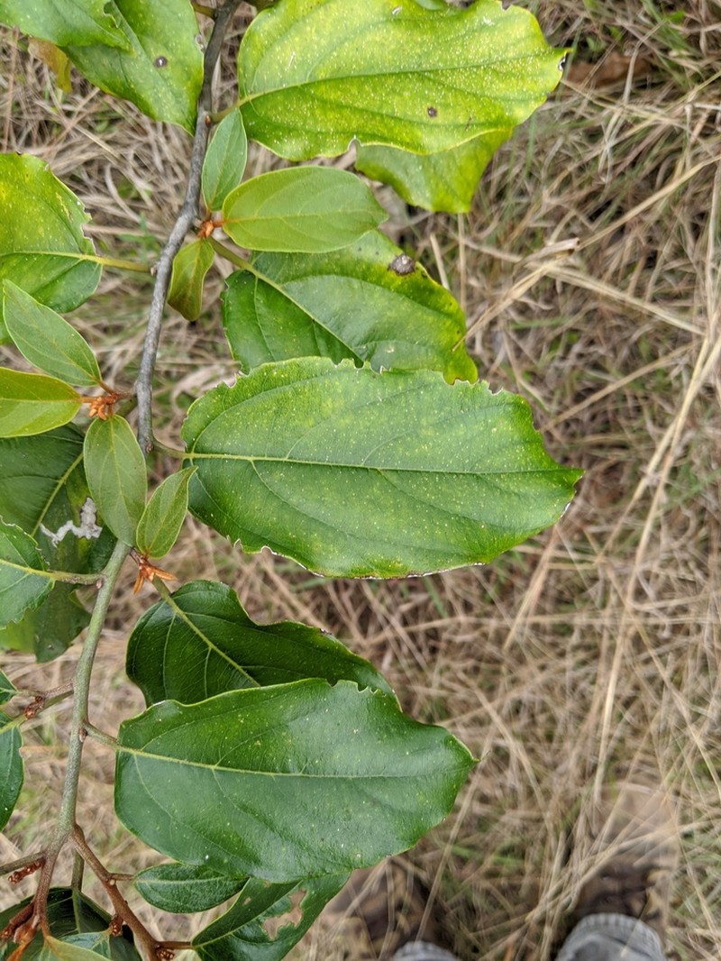 Greenheart photo 7