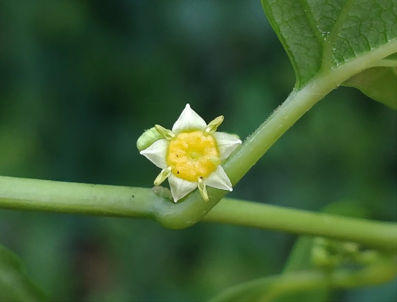 Asian Nakedwood