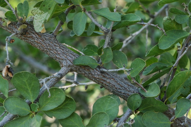 Las Animas Nakedwood photo 2