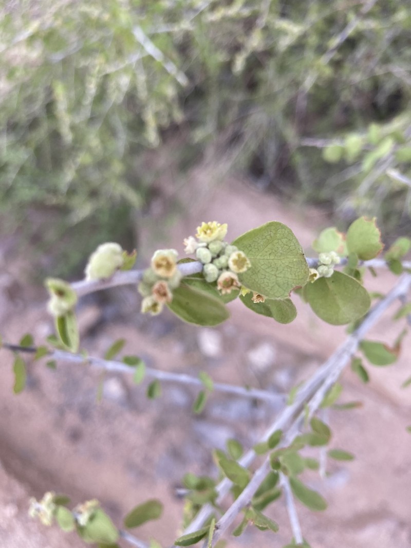 Las Animas Nakedwood photo 3
