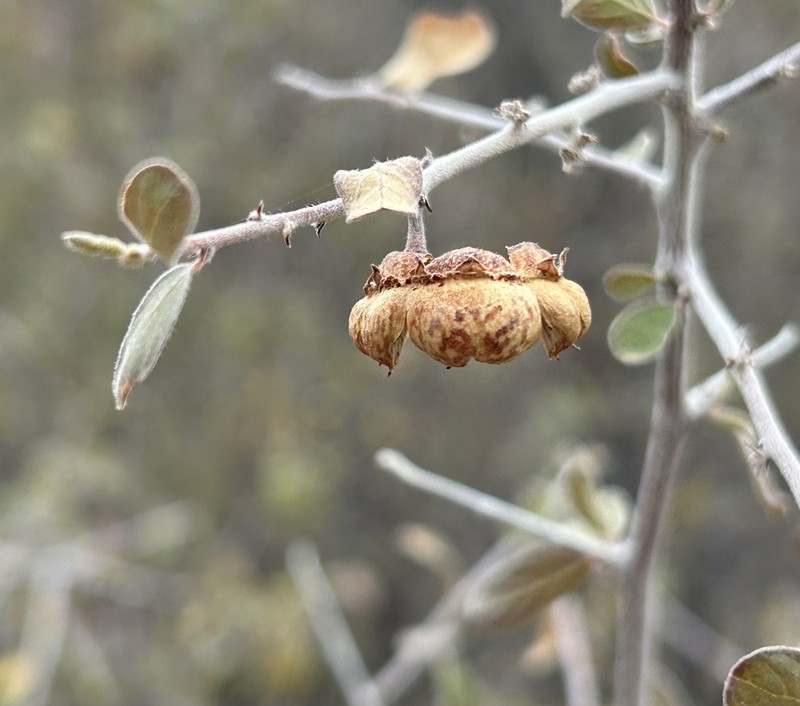 Las Animas Nakedwood photo 6