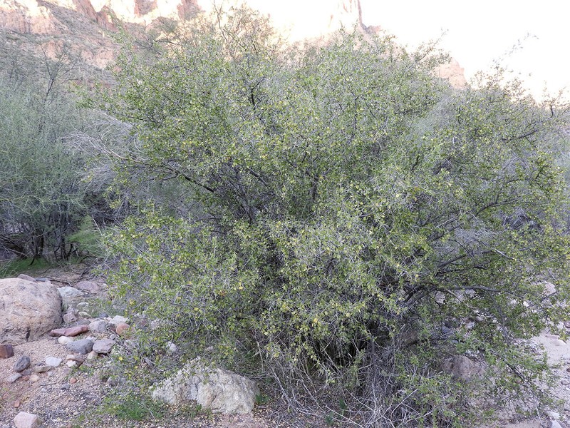 Las Animas Nakedwood photo 7