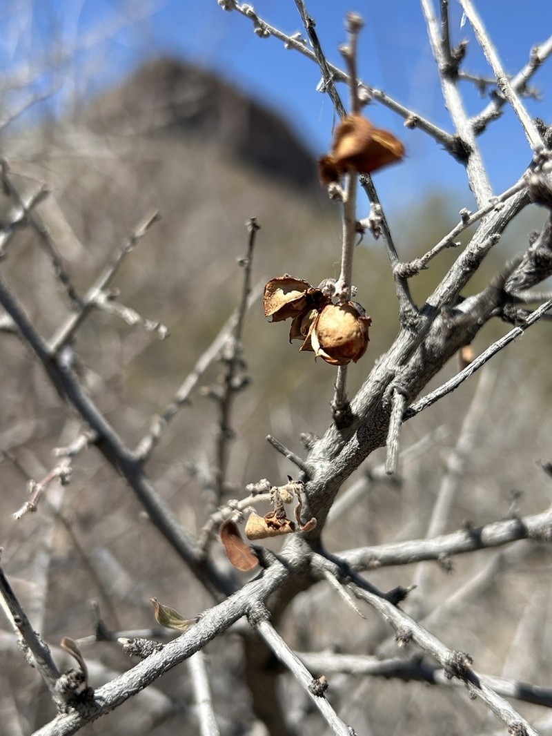 Las Animas Nakedwood photo 8