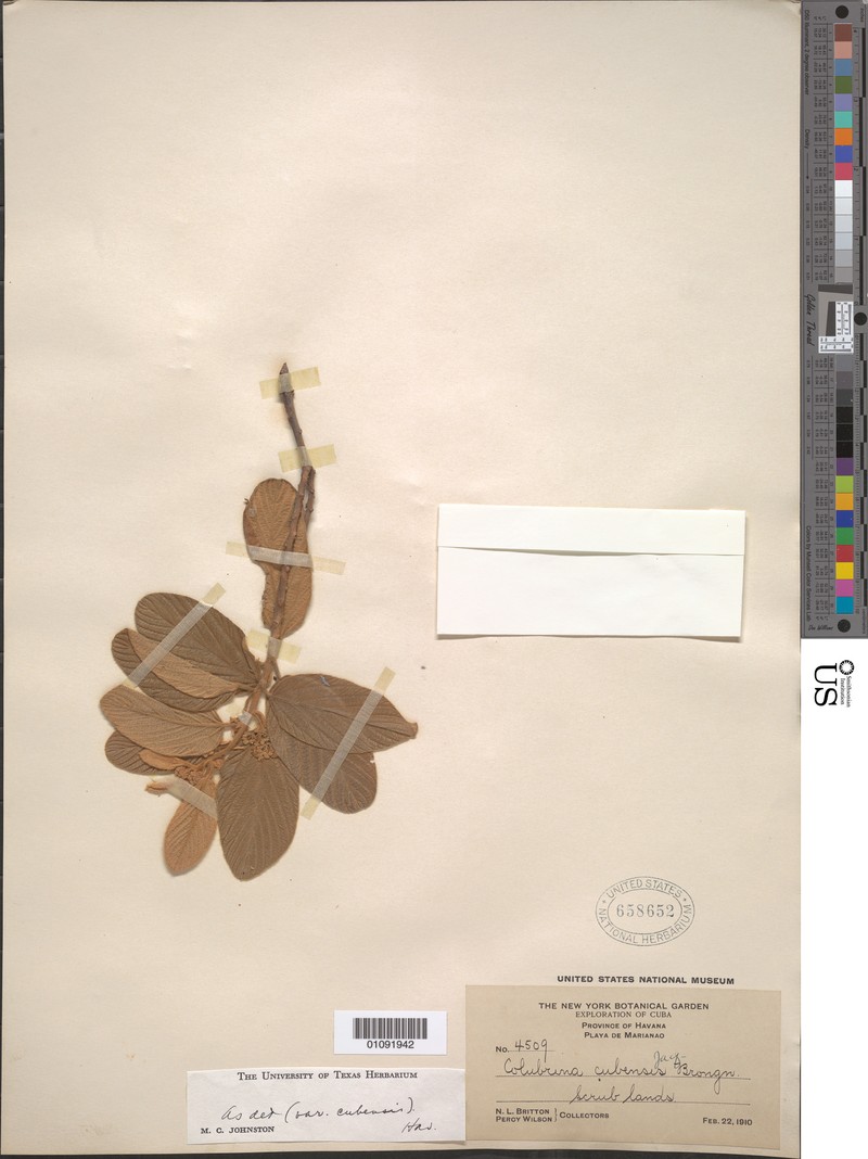 Colubrina cubensis var. cubensis photo 3
