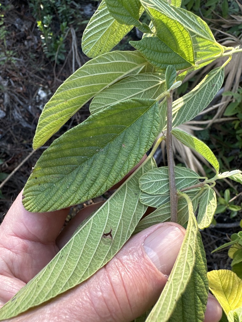 Colubrina cubensis var. floridana