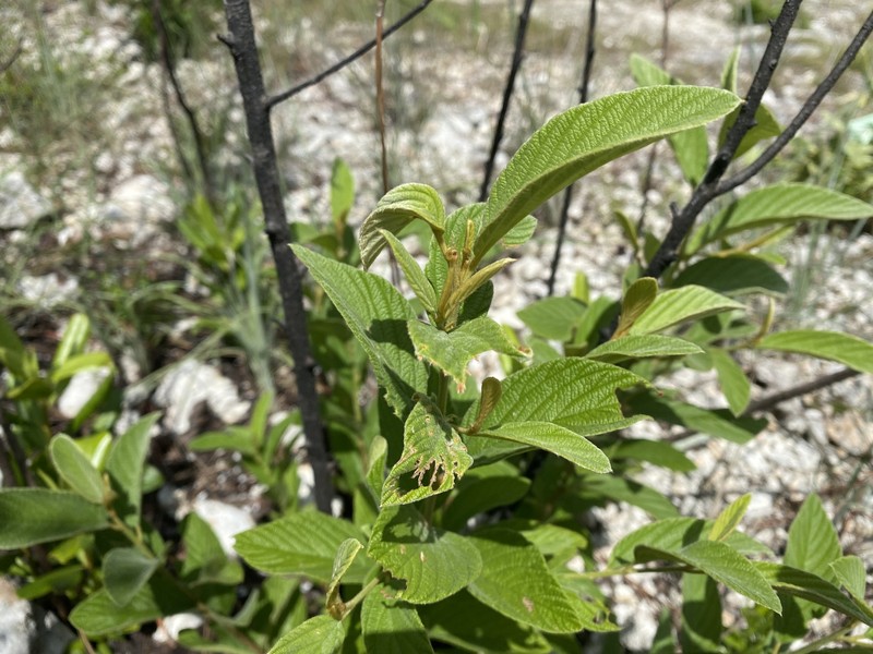 Colubrina cubensis var. floridana photo 4