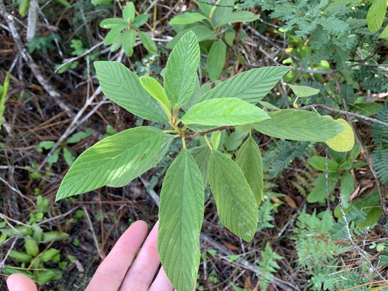 Colubrina cubensis var. floridana photo 6