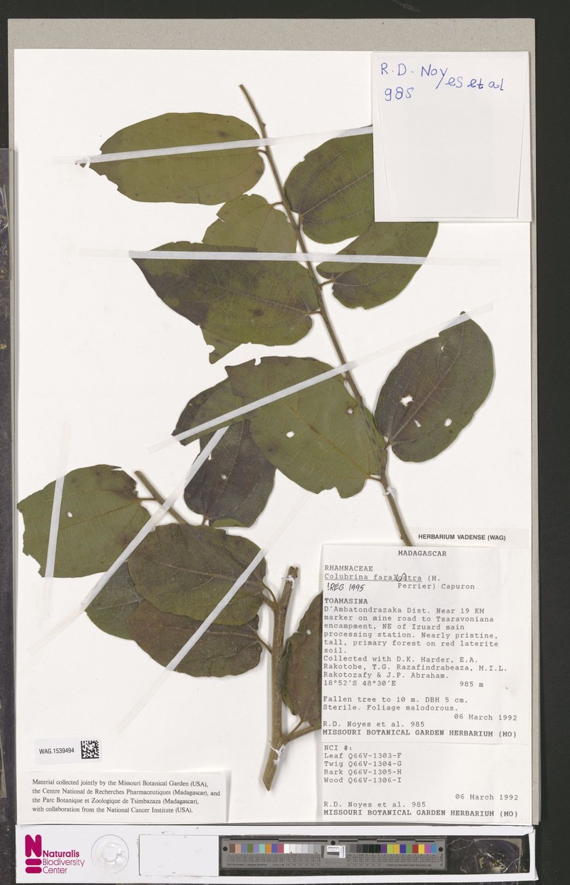 Colubrina faraloatra var. faraloatra