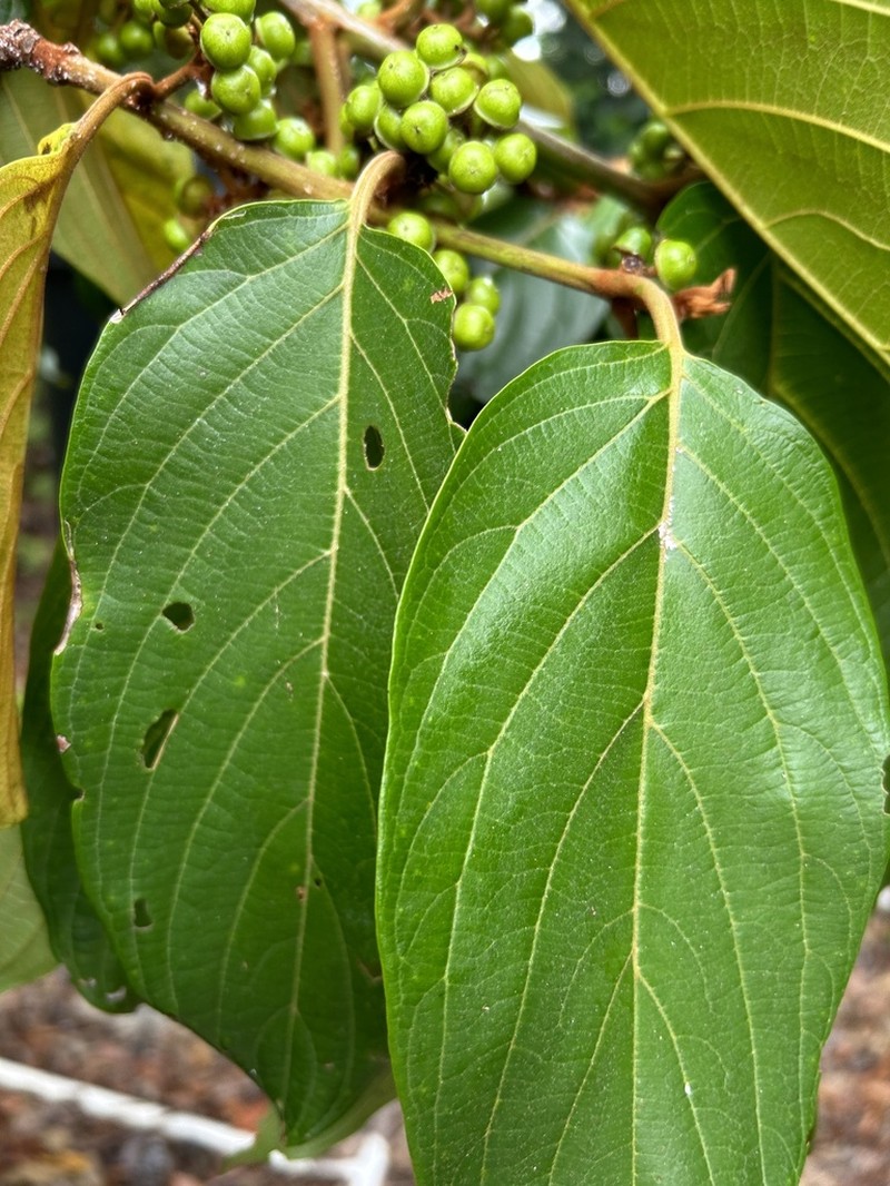 Glandular Nakedwood