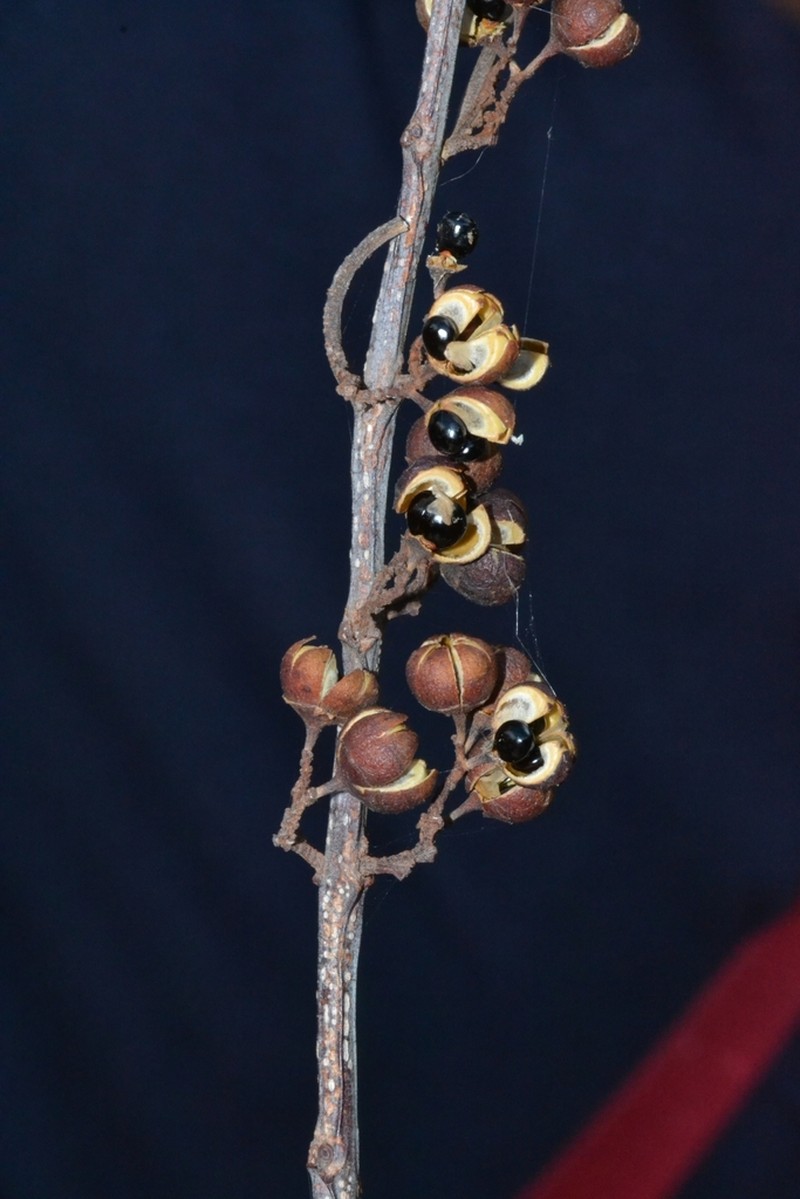 Glandular Nakedwood photo 2