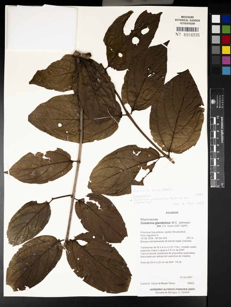 Colubrina glandulosa var. glandulosa