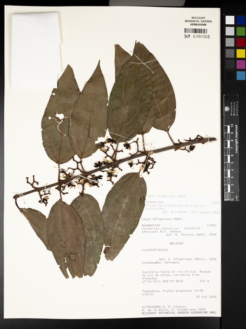 Colubrina glandulosa var. glandulosa photo 2