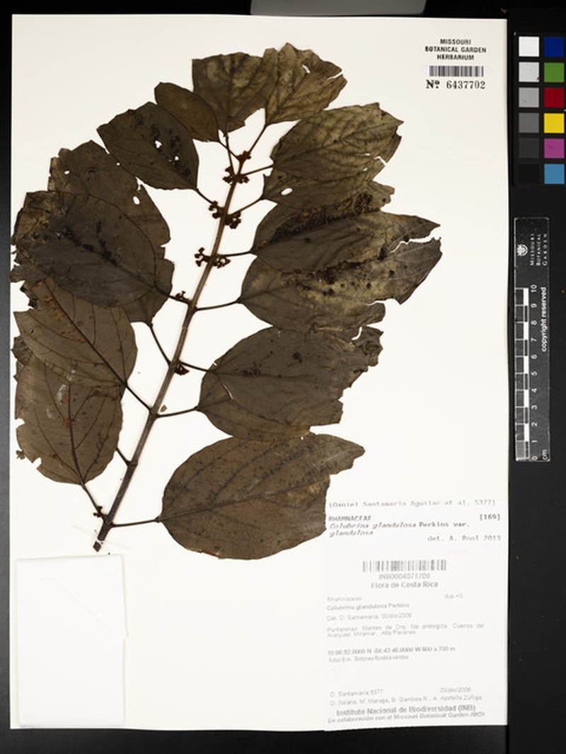 Colubrina glandulosa var. glandulosa photo 3