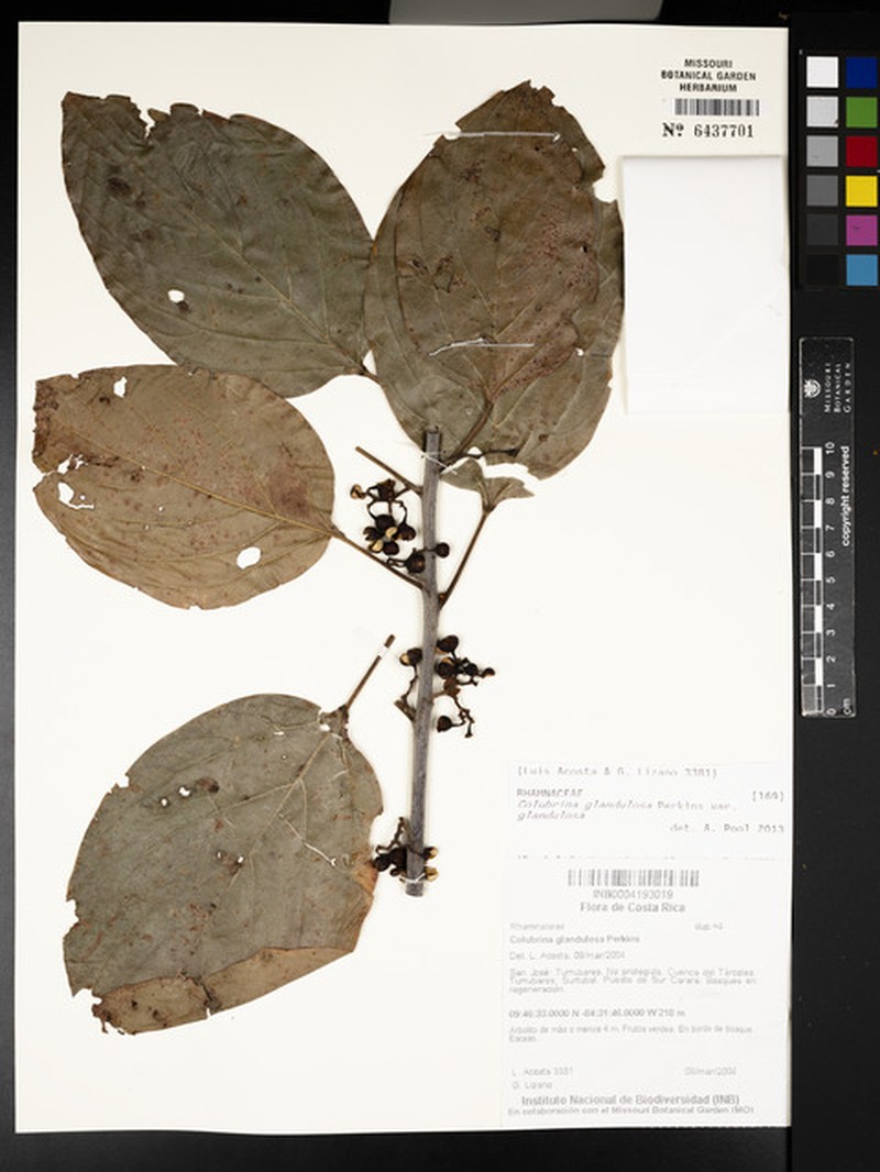 Colubrina glandulosa var. glandulosa photo 4